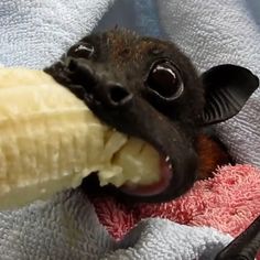 a small brown and black animal eating a banana on top of a white towel in someone's hand