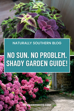 Transform your shady spots into vibrant havens with these beautiful and resilient shade-loving plants! From ferns to hostas to colorful begonias, there's something for every garden.  Embrace the shade and let your garden flourish!  #ShadeGardening #PlantLove #GardenInspiration #SouthernSeeds #SeedPackets Cottage Shade Garden Perennials, Shade Friendly Plants, Southern Shade Garden, Flowers That Thrive In Shade, Shady Patio Plants, No Sun Plants Outdoor, Deep Shade Plants, Shade Loving Flowers Perennials, Plants That Grow In Shade