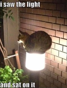 a cat sitting on top of a lamp next to a brick wall in the dark