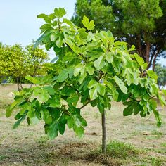 a small tree in the middle of a field