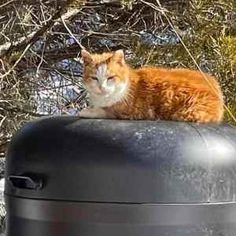 an orange and white cat laying on top of a trash can in front of trees