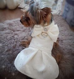 a small dog dressed in a white dress