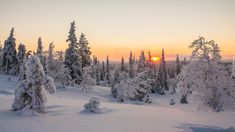 the sun is setting in the distance over some snow - covered trees and evergreens