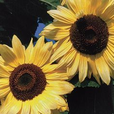 three large yellow sunflowers with green leaves