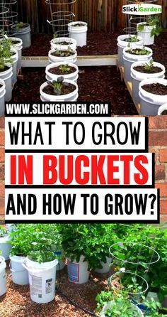 an image of what to grow in buckets and how to grow them all around