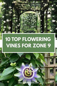 the top flowering vines for zone 9