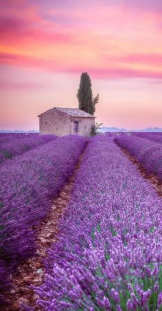 a lavender field with a house in the distance