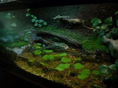 a fish tank filled with water and plants