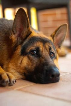 a dog laying on the ground with his head resting on its paws