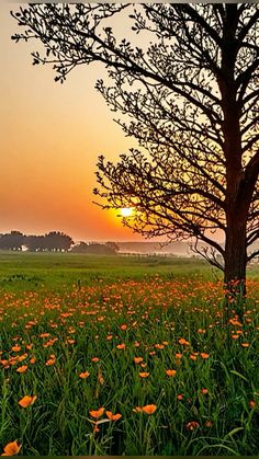 the sun is setting behind a tree in a field full of wildflowers and grass