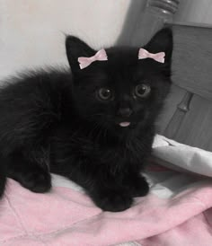 a black kitten with a pink bow on its head sitting next to a white blanket