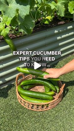 a person picking green peppers from a basket on the ground with text overlay that reads expert cucumber tips you need to know