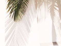 a palm tree casts a shadow on the wall with its long, thin leaves in front of it