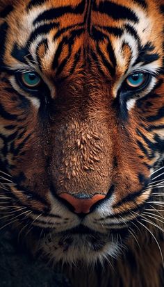 a close up of a tiger's face with blue eyes