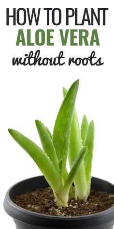 How to Plant Aloe Vera Rooting Aloe Vera Plants, Transplanting Aloe Vera Plant, How To Save Aloe Vera Plant, How To Root Aloe Vera Plant, How To Split Aloe Vera Plant, Aloe Plant Propagation, How To Propagate Aloe Vera From A Leaf, How To Plant Aloe Vera, How To Repot Aloe Vera Plant