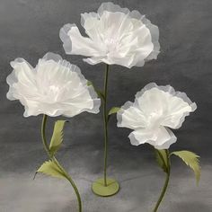 three white flowers with green stems on a gray background