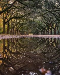 an image of trees that are reflecting in the water