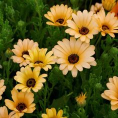 yellow and orange flowers with green leaves in the background