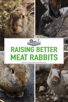 rabbits and rabbits in their habitat with the words raising better meat rabbits