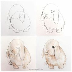 four drawings of different types of animals in various stages of development, including a rabbit and an elephant