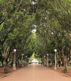 an empty street with lots of trees lining the sides and people walking on the sidewalk