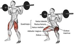 the back squat is an important exercise for many people to gain their upper and lower body muscles