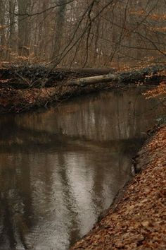 a small river running through a forest filled with leaves