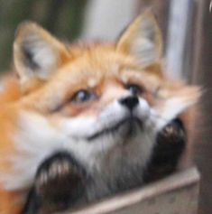 a close up of a fox with its eyes wide open