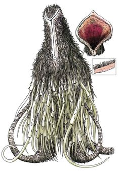 a drawing of an ostrich's head and long, slender legs with roots attached to it