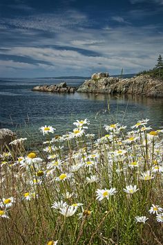 white daisies in the foreground with blue sky and water in the background