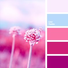 the color scheme is pink and blue, with white flowers in it's center