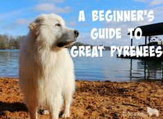 a large white dog standing on top of a sandy beach next to the ocean with text overlay that reads a beginner's guide to great pyrnees