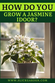 a potted plant sitting on top of a window sill with the words how do you grow a jasmine indoor?