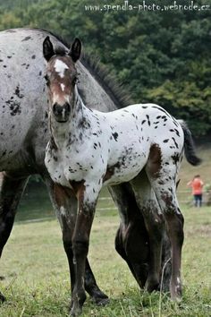 two horses standing next to each other on a lush green field with trees in the background