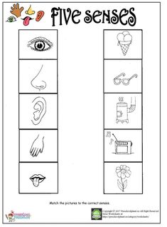 the five senses worksheet with pictures to help students learn how to use them