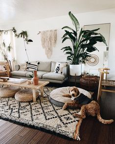 a living room filled with furniture and a dog on top of a round bed in front of a plant