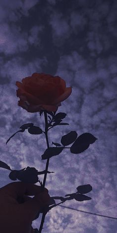 a person's hand holding a single red rose in front of a cloudy sky