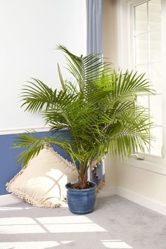 a potted plant sitting on top of a carpeted floor next to a window