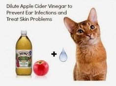 an orange cat sitting next to a bottle of apple cider vinegar and an apple