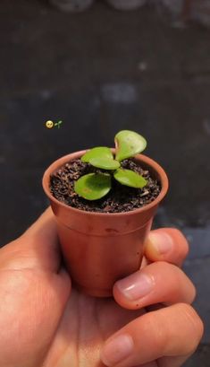 a person holding a small potted plant in their hand