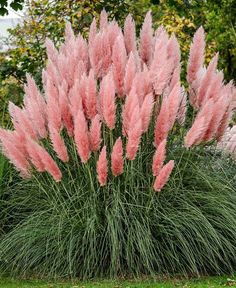 some very pretty pink flowers in the grass