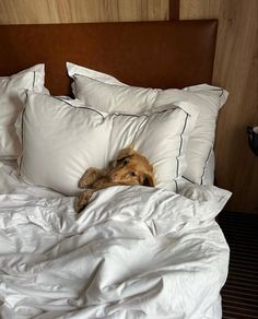 a brown dog laying on top of a bed covered in white sheets and pillows with black piping