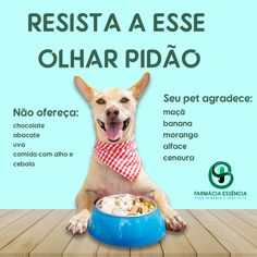 a dog sitting in front of a bowl of food with the caption resta a esse olhar pidao