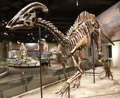 a large dinosaur skeleton is on display in a museum