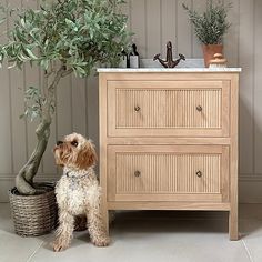 a dog sitting in front of a sink next to a potted plant and wooden cabinet