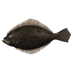 an illustration of a black fish on a white background