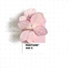 a pink flower is placed on top of a piece of paper that says pantonee 865 c