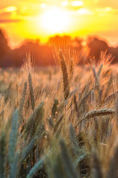 the sun is setting over a wheat field