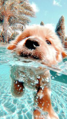 a dog is swimming in the water with his head above the water's surface