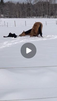 a horse is laying in the snow with it's head down and another horse has fallen